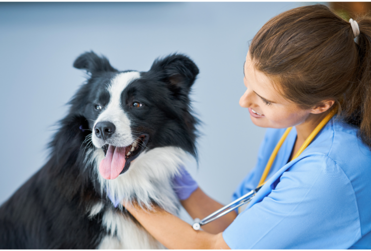 Clínica Veterinária