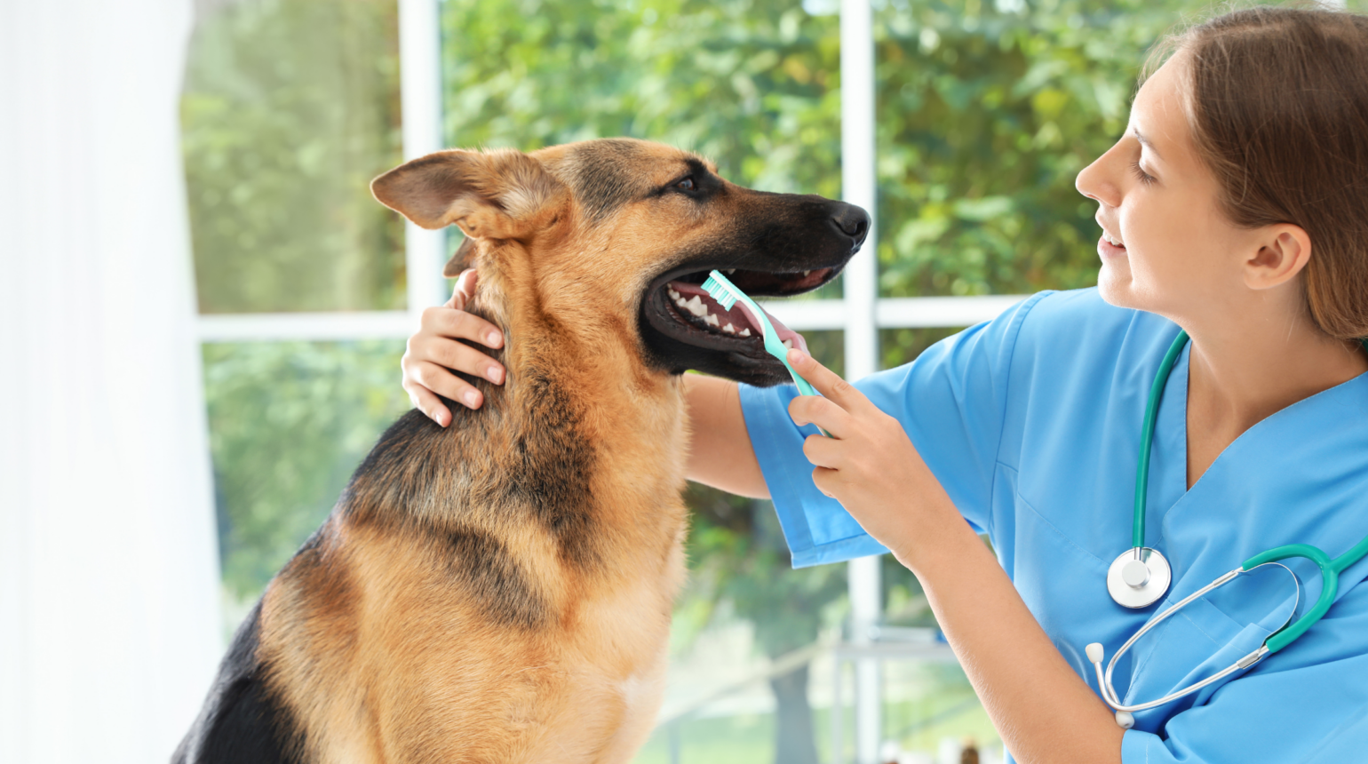 A Importância da Higiene Dental em Pets