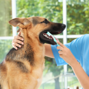 A Importância da Higiene Dental em Pets