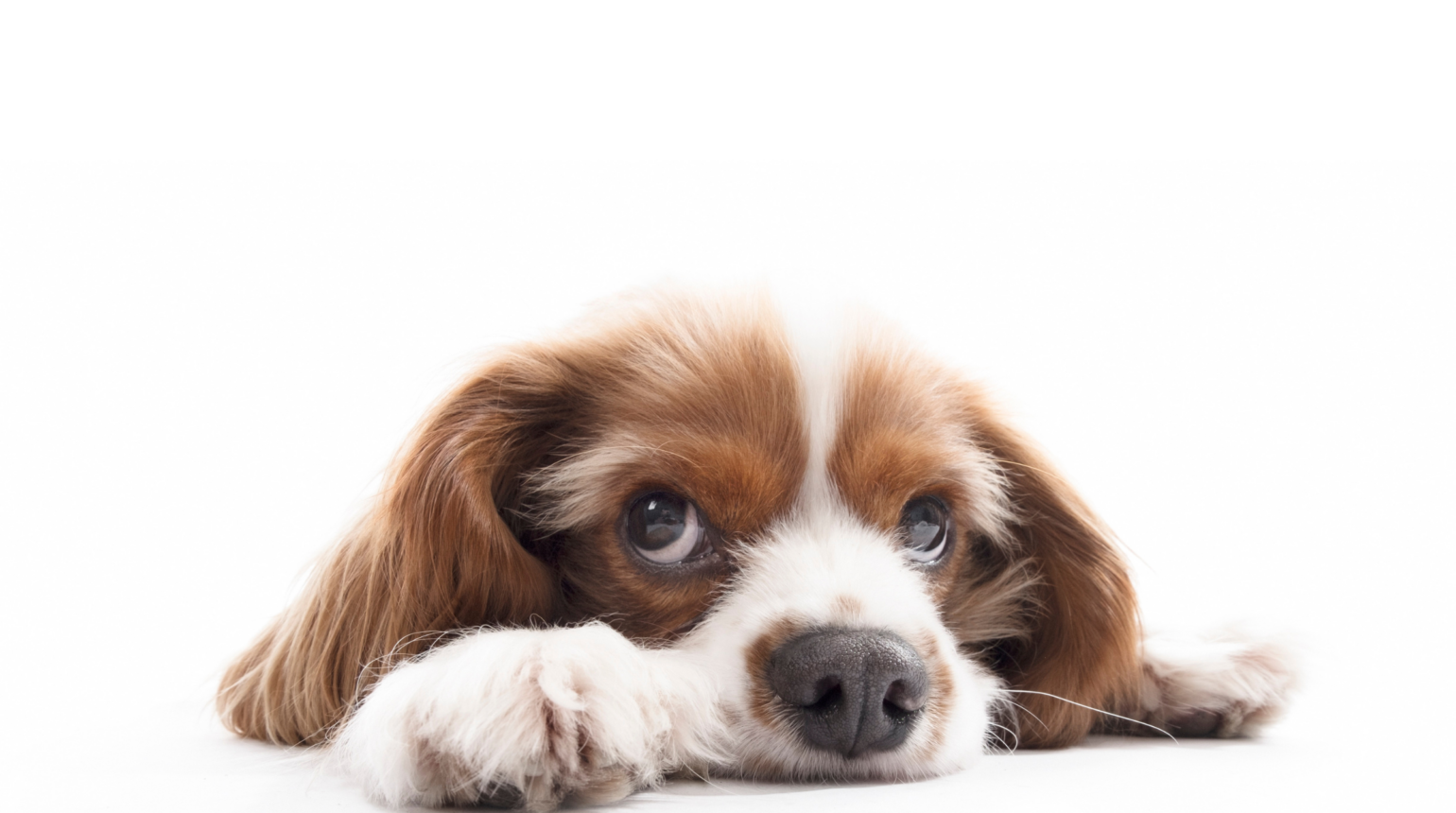 Como Evitar o Estresse em Animais de Estimação