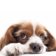 Como Evitar o Estresse em Animais de Estimação